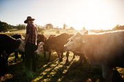 Das Bild zeigt einen Mann von hinten mit einem Hut. Er steht auf einer Weide inmitten von Kühen.